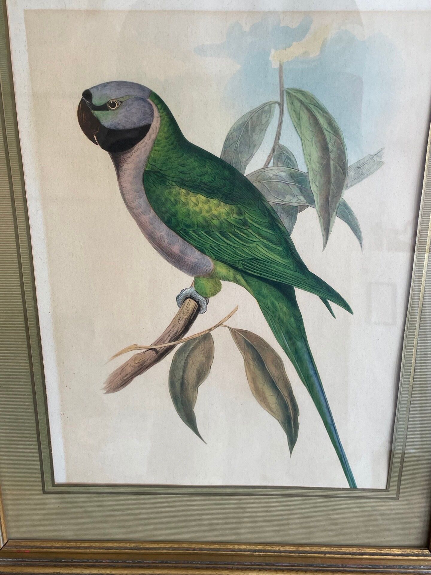John Gould: Derby Parakeet Color Lithograph: Psittacula