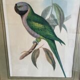 John Gould: Derby Parakeet Color Lithograph: Psittacula