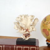 White coral cloud