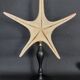 Cabinet of Curiosities starfish Poraster superbus on a base