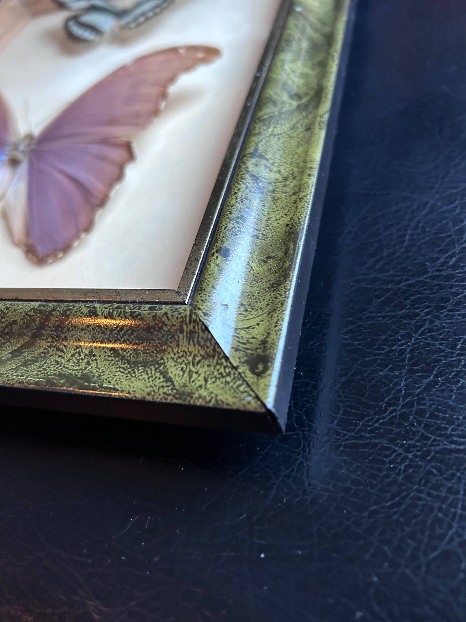 Frame of naturalized butterflies