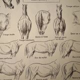 Lithographie sur l'anatomie du cheval (tête, croupe, sabots) - 1920