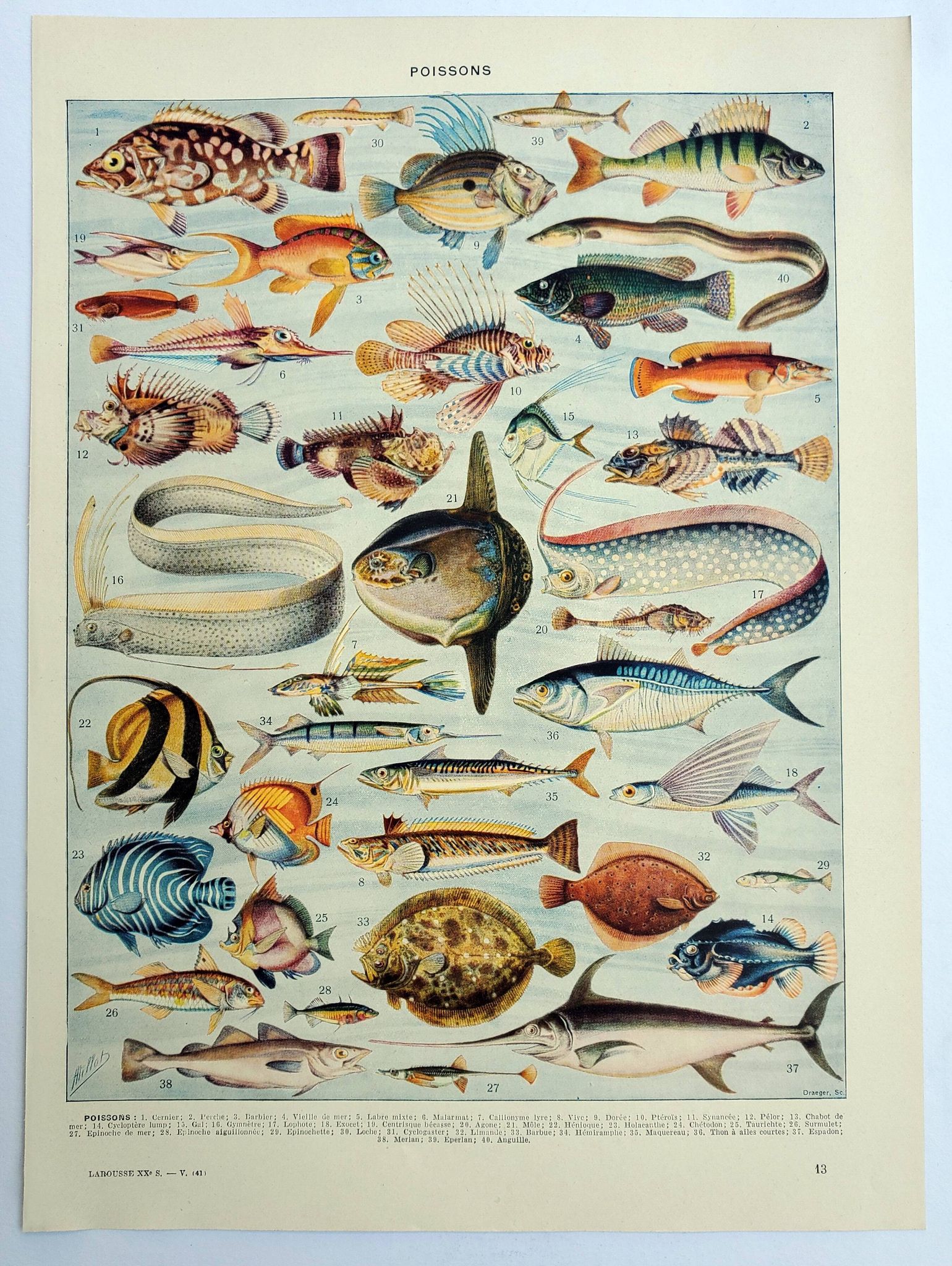 Old engraving 1928, Fish, ocean, marine animals, fauna • Lithograph, Original plate