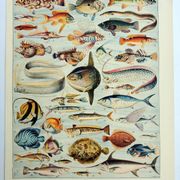 Old engraving 1928, Fish, ocean, marine animals, fauna • Lithograph, Original plate