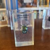 Insects under vintage resin