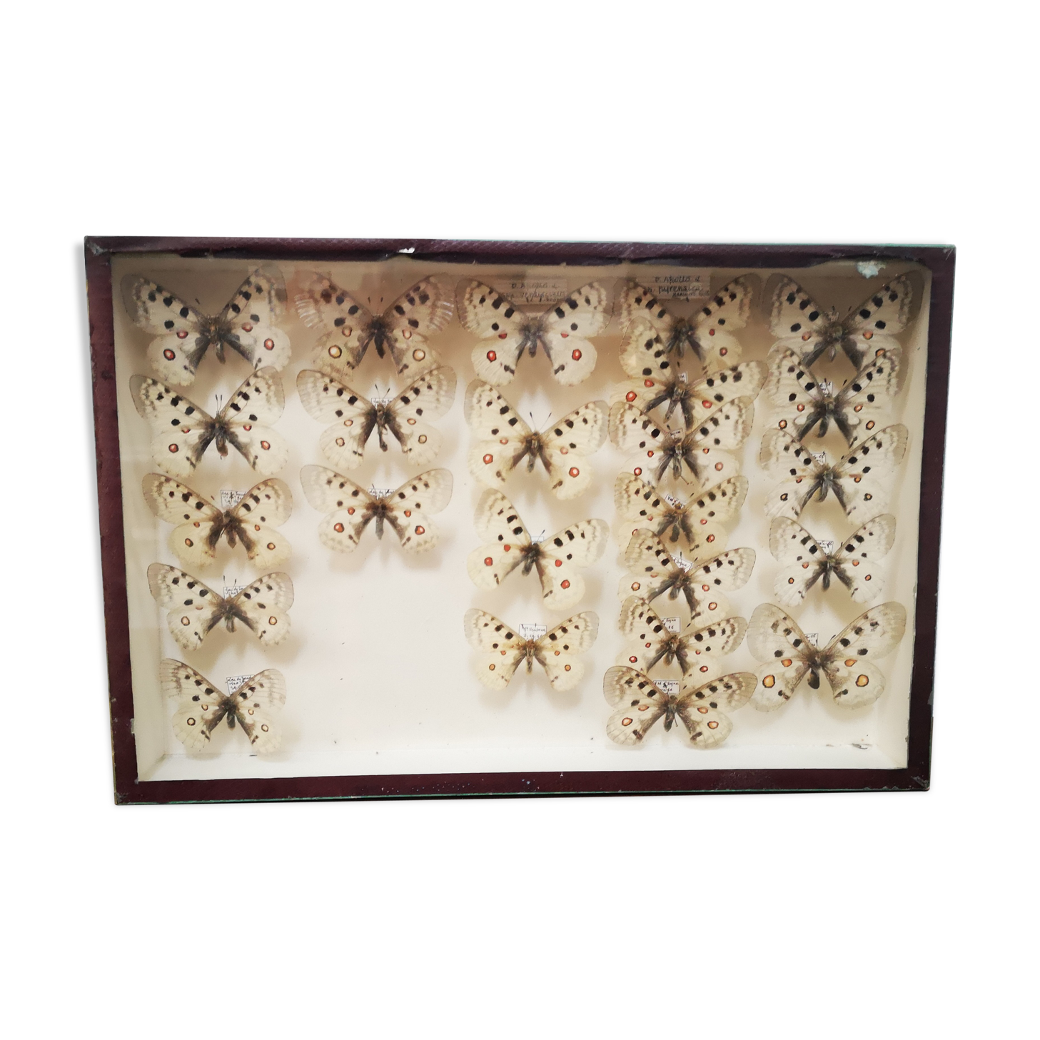 Carde ancient butterflies