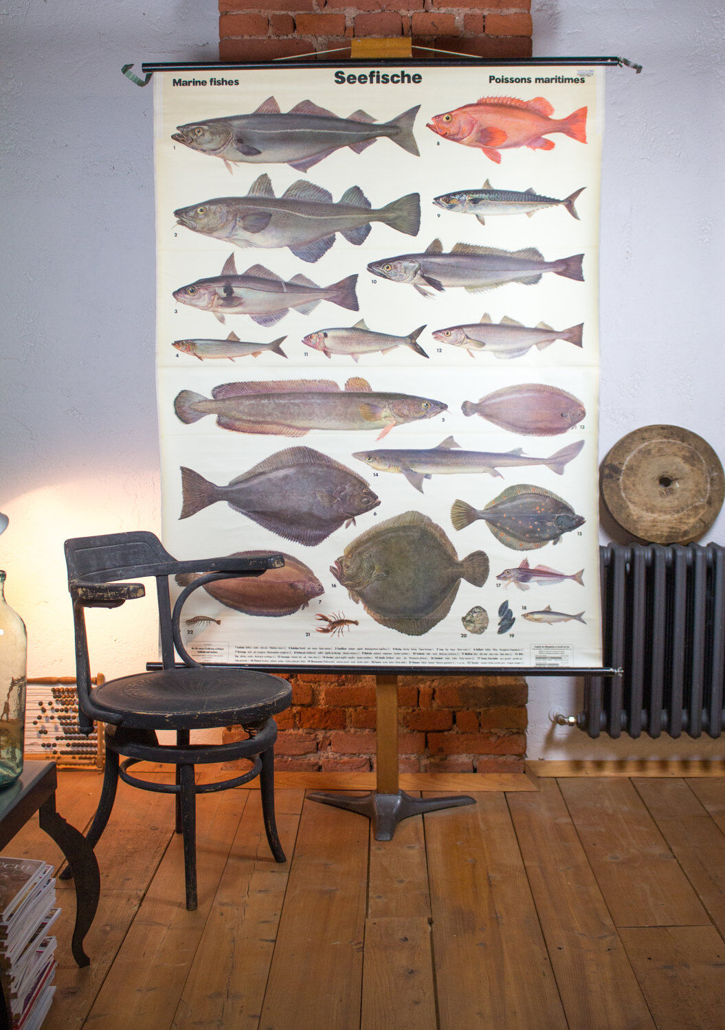 Displays educational marine fish