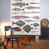 Displays educational marine fish