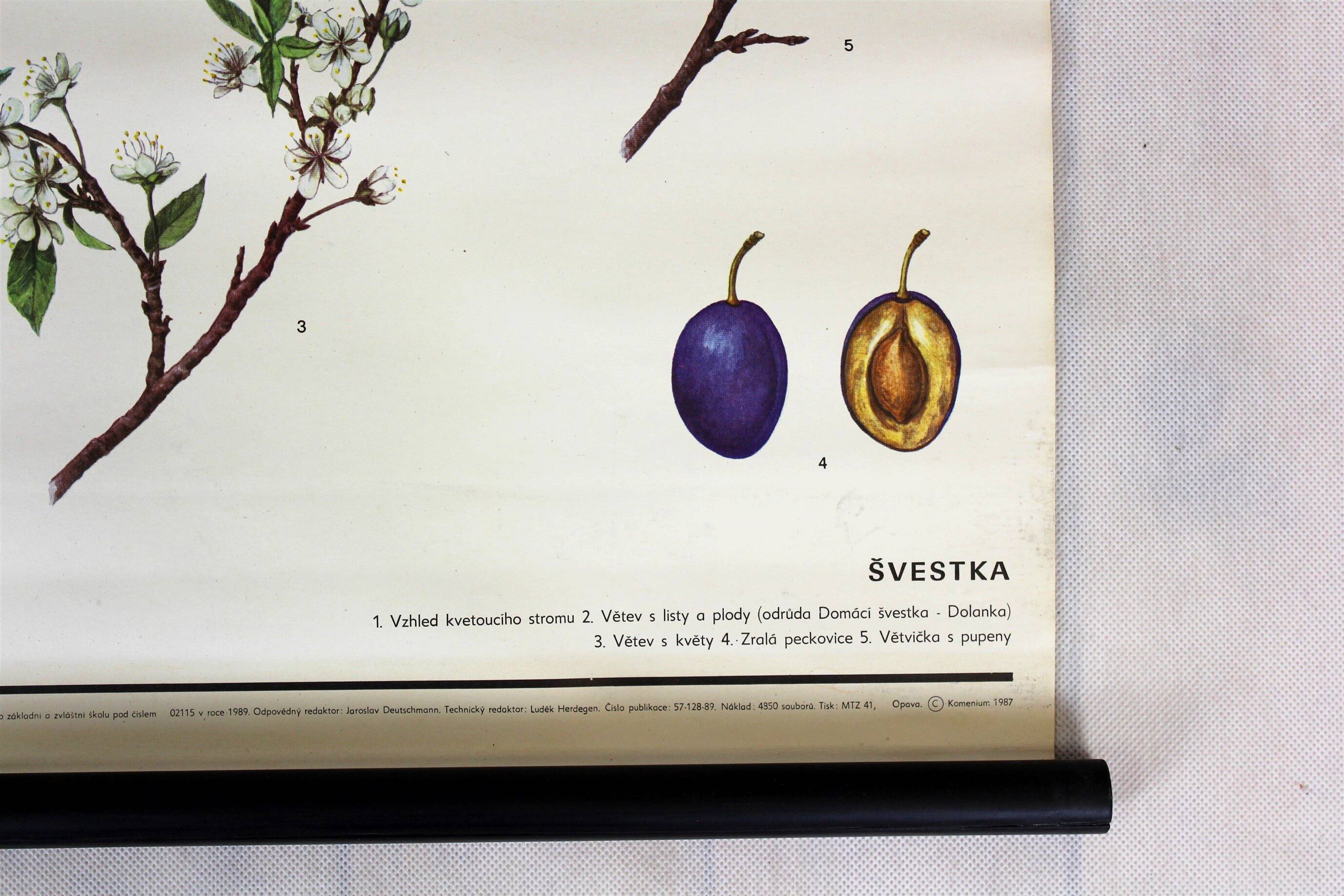 Vintage School Botanical Posters, 1950s, Set of 3