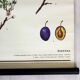 Vintage School Botanical Posters, 1950s, Set of 3