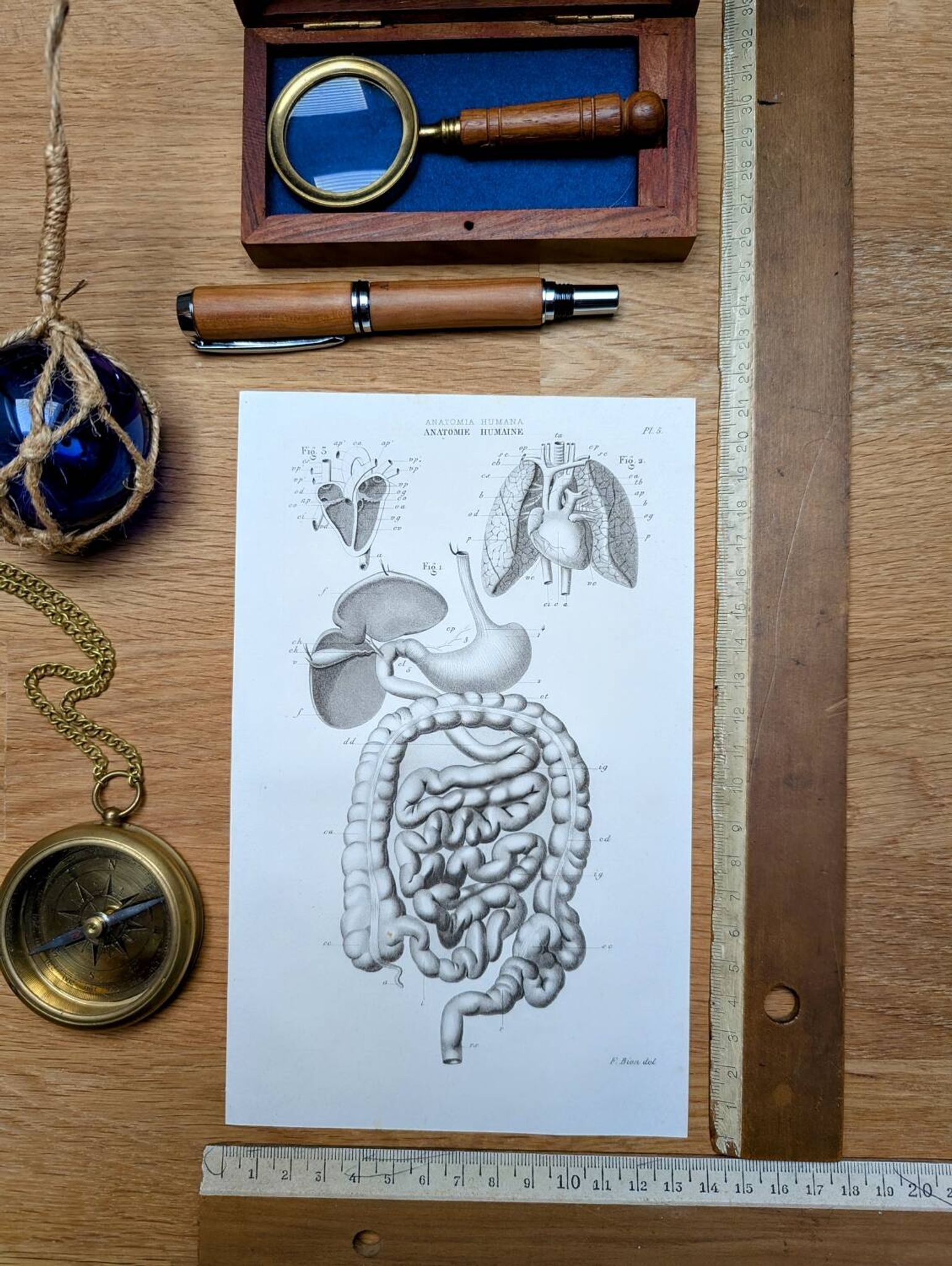 Printed in 1851, Digestive system, heart and lungs.