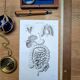 Printed in 1851, Digestive system, heart and lungs.