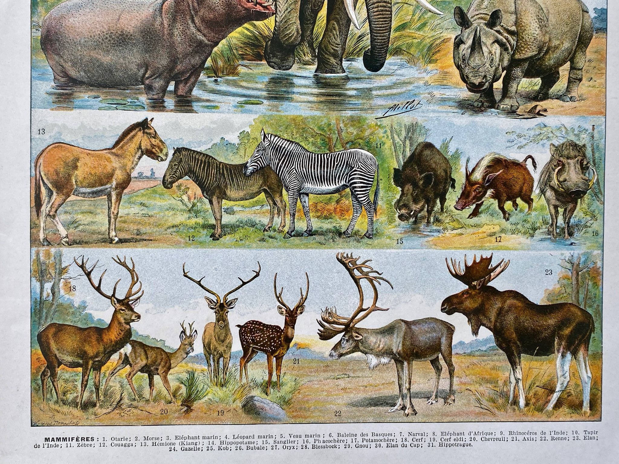 Ancient illustration Millot "Mammals"
