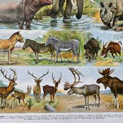 Ancient illustration Millot "Mammals"