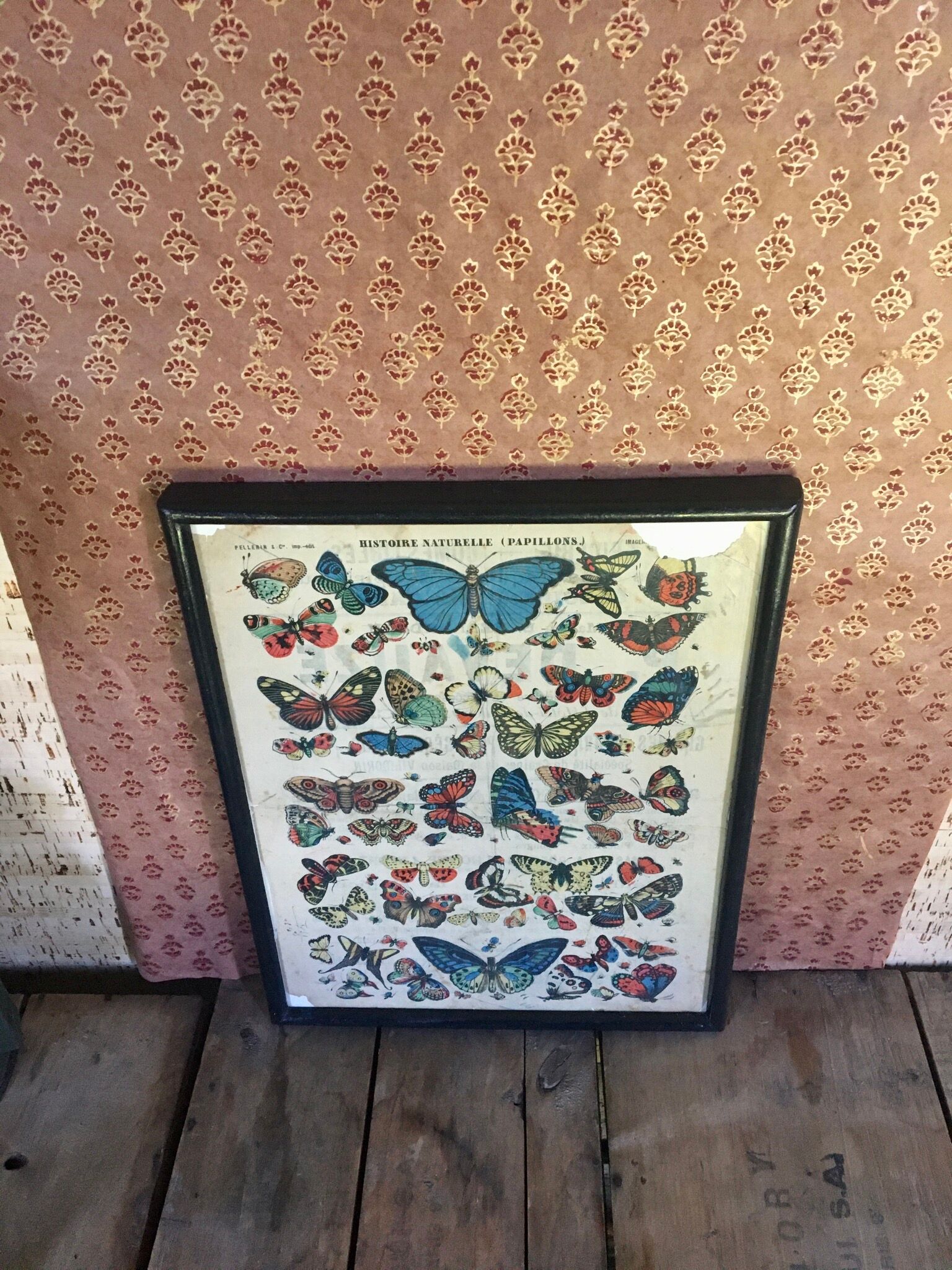 Naturalist butterfly poster, early 20th century