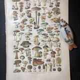 Lithograph on mushrooms from 1922