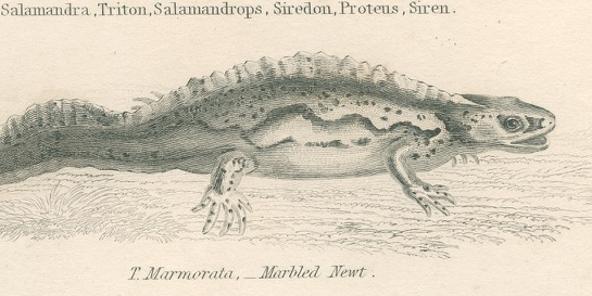 Old engraving of reptiles including salamander, marbled newt, Pl8, 1834