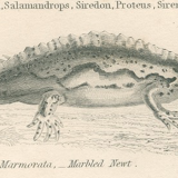 Old engraving of reptiles including salamander, marbled newt, Pl8, 1834