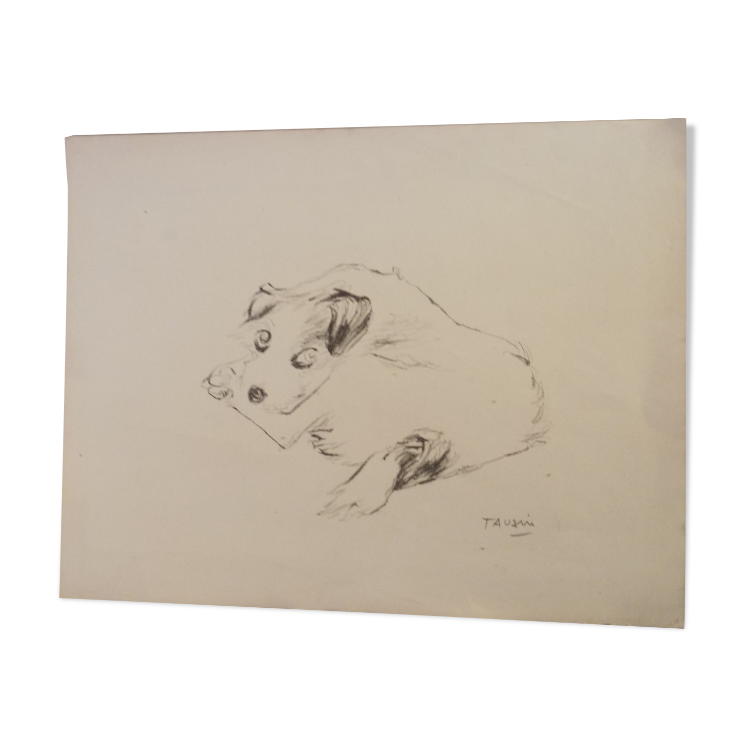 Drawing signed tauzin mario: regard chien au repos, black pencil original 1970s, charcoal
