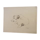 Drawing signed tauzin mario: regard chien au repos, black pencil original 1970s, charcoal