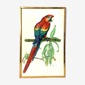Planche ornithologique naturaliste vintage ara macao
