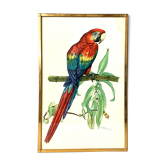 Planche ornithologique naturaliste vintage ara macao