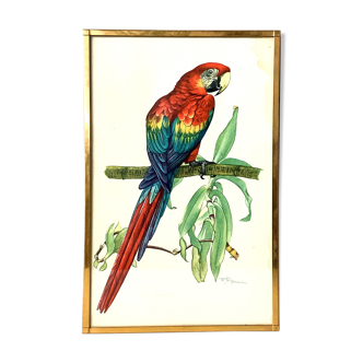 Planche ornithologique naturaliste vintage ara macao