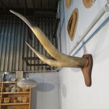 Trophy pair of horns