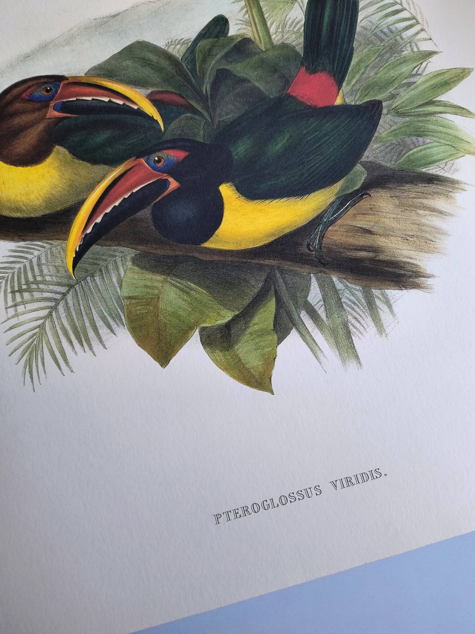 Vintage Board - Green Aracari by John Gould. Exotic Bird Illustration