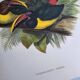 Vintage Board - Green Aracari by John Gould. Exotic Bird Illustration