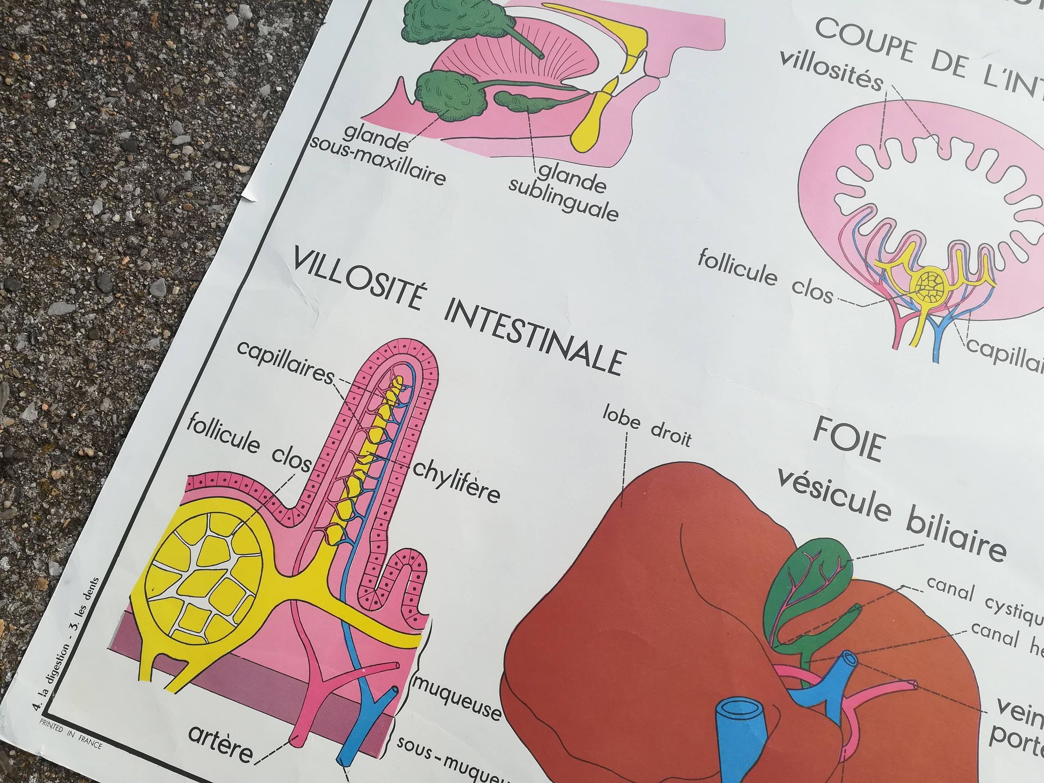Vintage school poster N°3 Teeth N°4 Digestion Rossignol