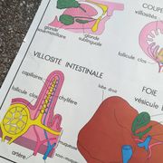 Vintage school poster N°3 Teeth N°4 Digestion Rossignol