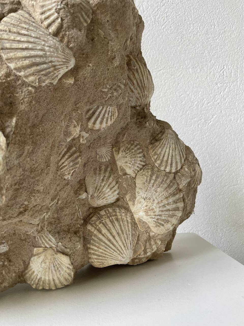 Fossil sedimentary rock and shell