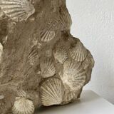 Fossil sedimentary rock and shell