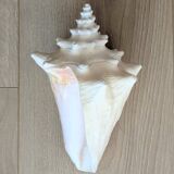 Conch Seashell - Lobatus gigas - 21 cm