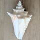 Conch Seashell - Lobatus gigas - 21 cm