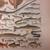 Lithograph on fish from 1922