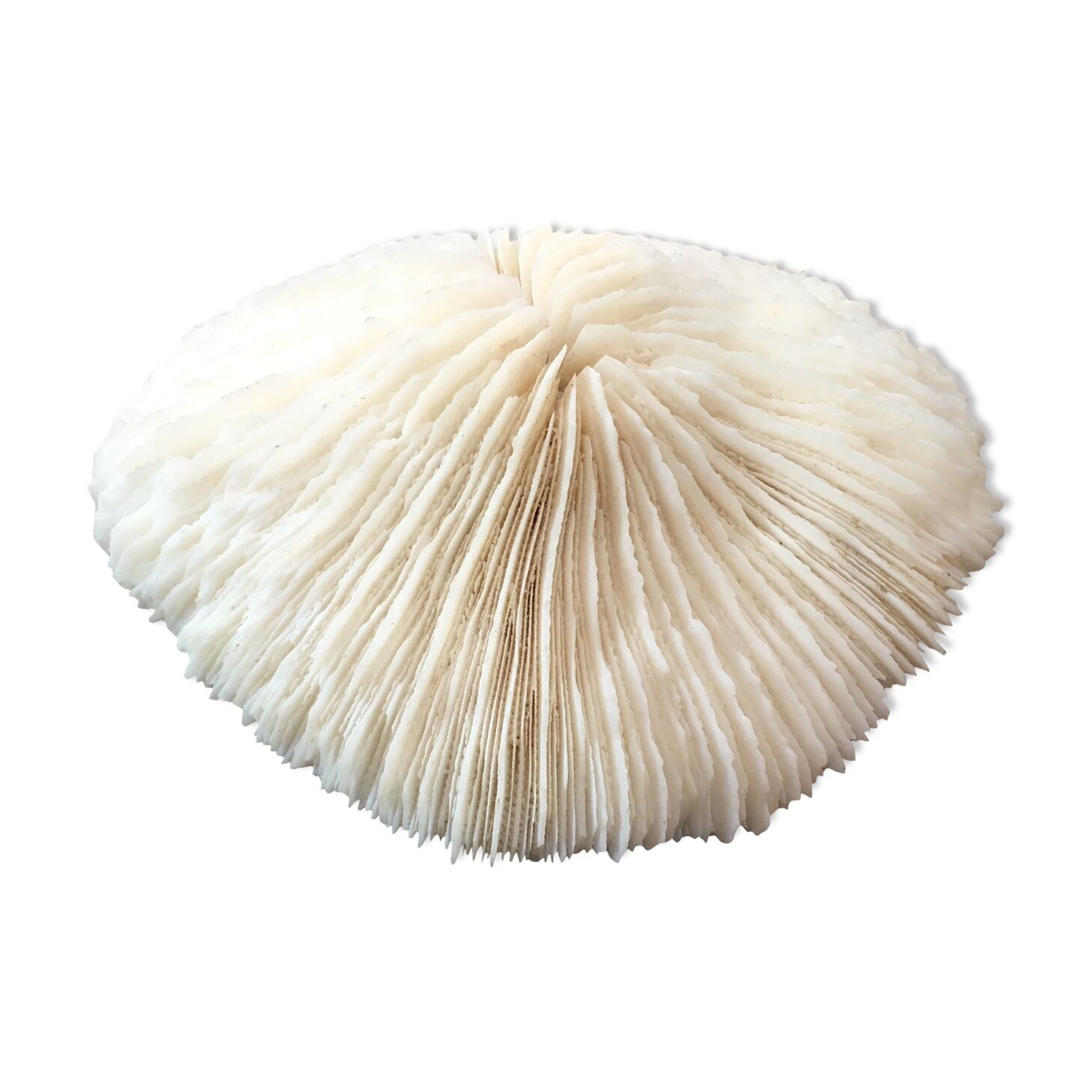 Coral