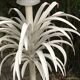 Palm lamppost by Sergio Terzani