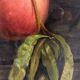 Zingoni Aurelio Florence 1853-1922, oil on canvas, still life