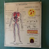Displays educational vintage circulation / heart