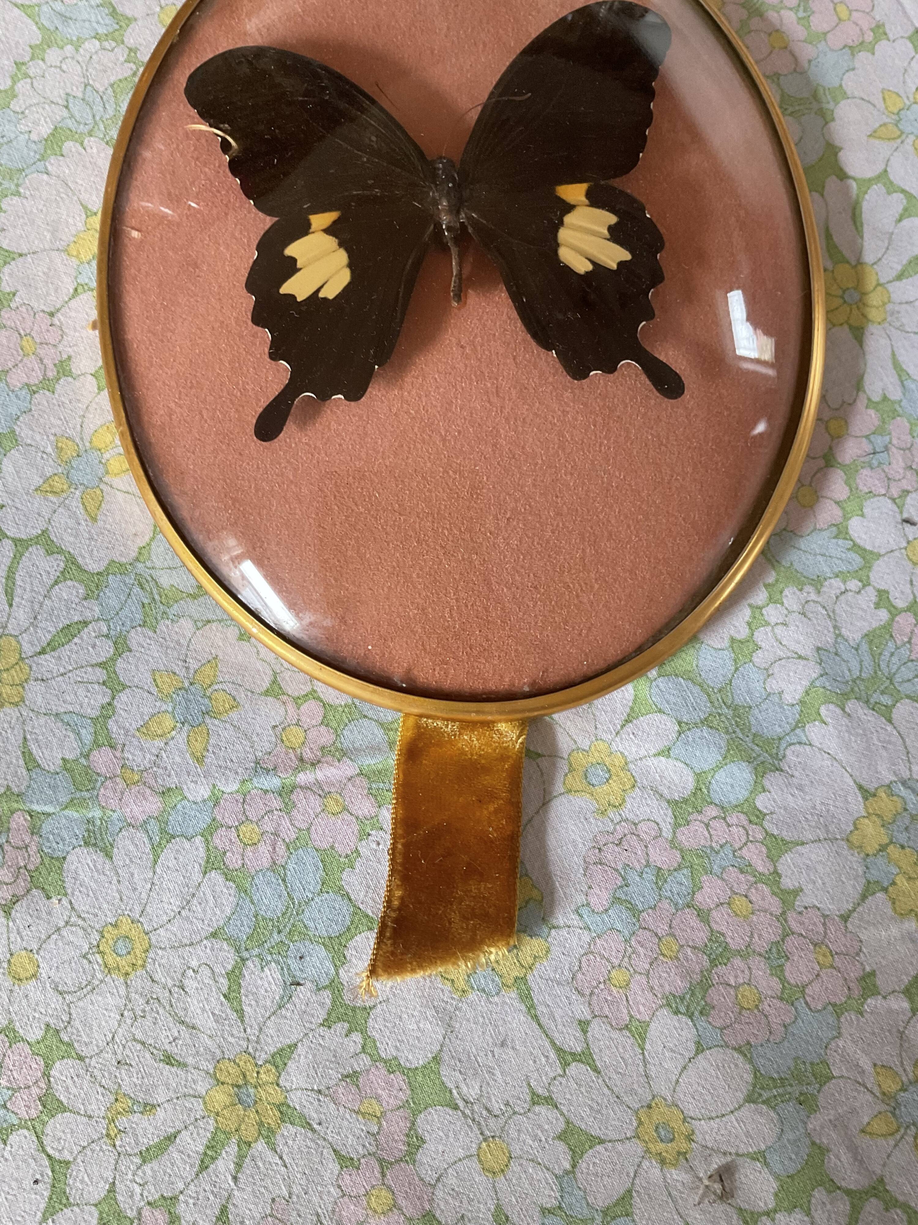 Naturalized butterfly curved glass frame