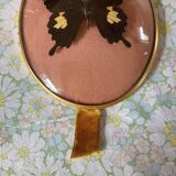 Cadre en verre bombé papillon naturalisé