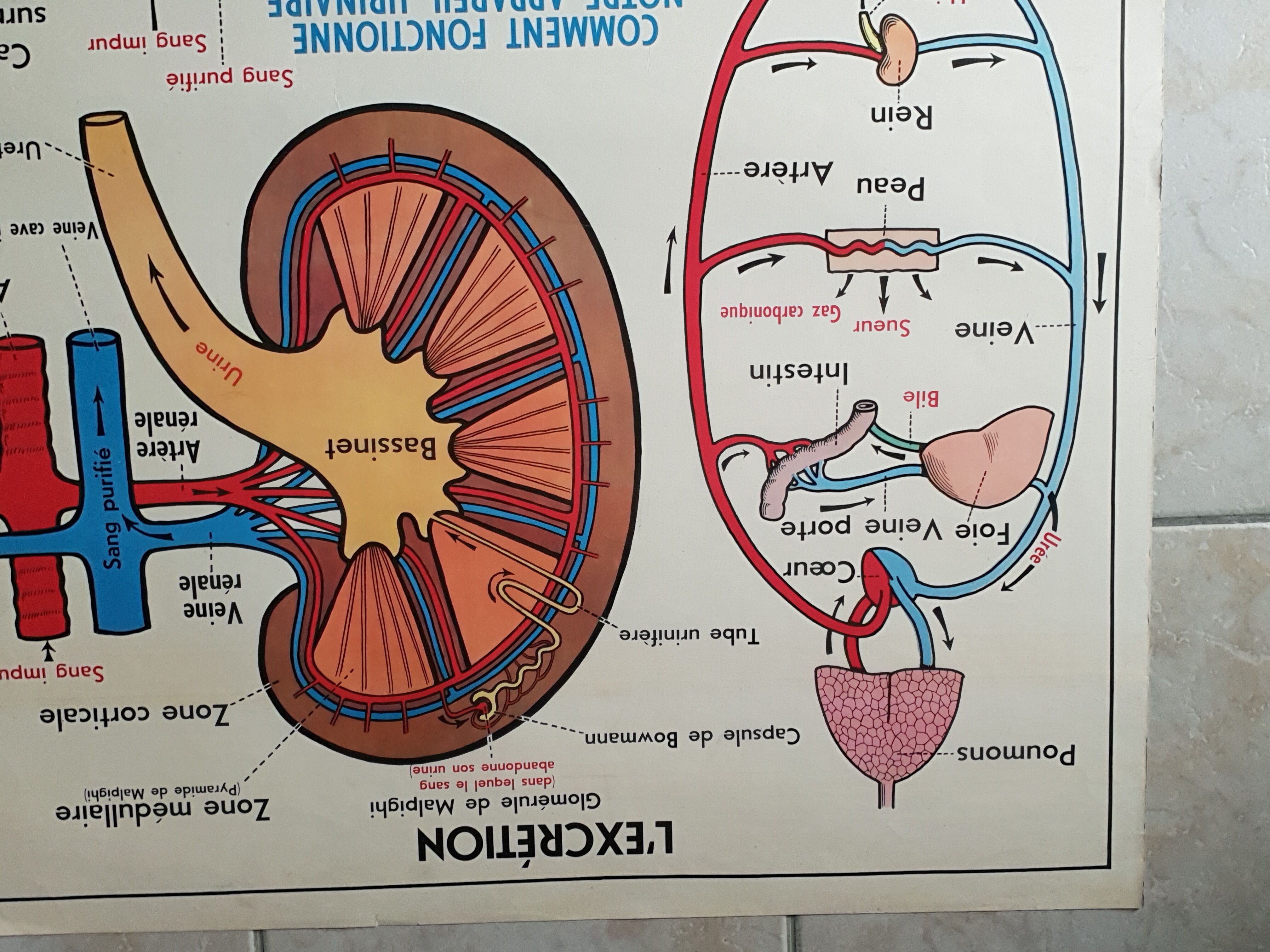 Poster school  excretion & hygiene first aid