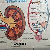 Poster school  excretion & hygiene first aid