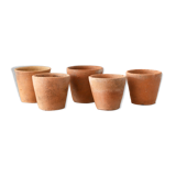 5 pots with old seedlings 7/8 cm
