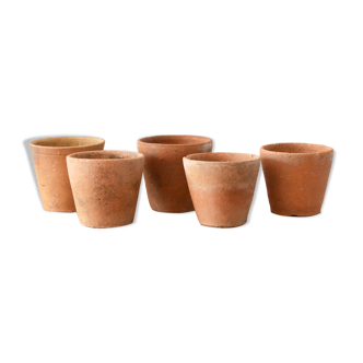 5 pots with old seedlings 7/8 cm