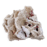 Ancient coral