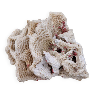 Ancient coral