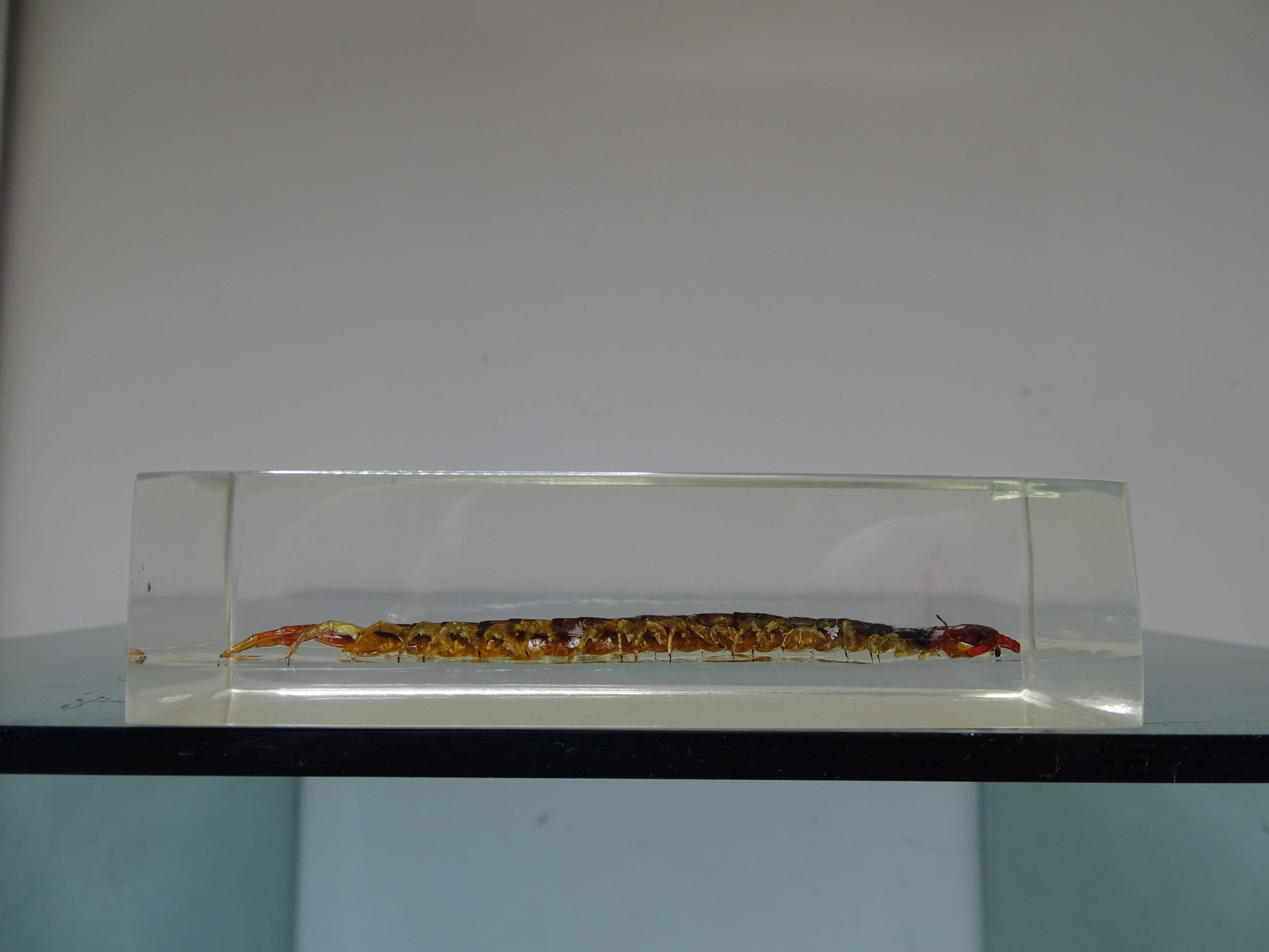 A thousand paw inclusion vintage queen